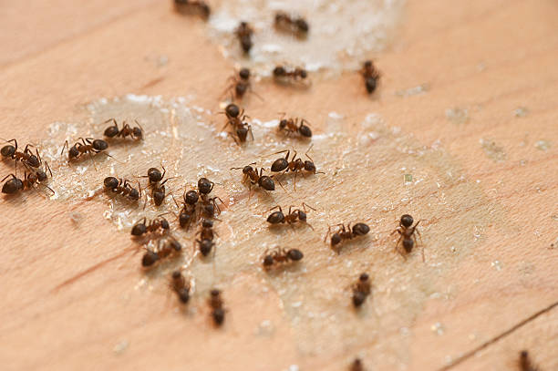 Best Pest Prevention Services  in Bellbrook, OH
