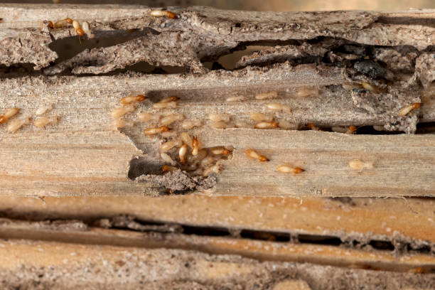 Best Pest Removal Services  in Bellbrook, OH