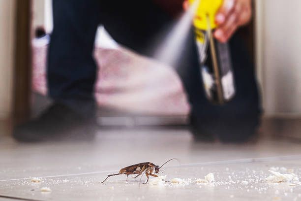 Best Cockroach Control Services  in Bellbrook, OH